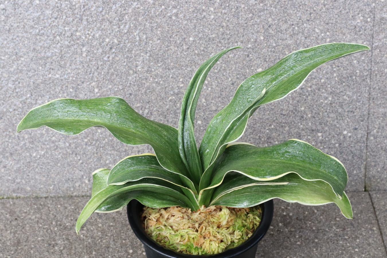 7094,錦明鳳(きんめいほう)　超希少種！歴史の生き証人！【はきずはきれ多い大特価！】※春から秋は生長期なので姿は変わっていきます