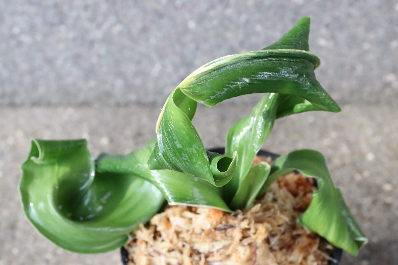 7066,海龍獅子実生　数不明　覆輪　【希望価格48,000→はきずはきれ多い大特価！】※春から秋は生長期なので姿は変わっていきます