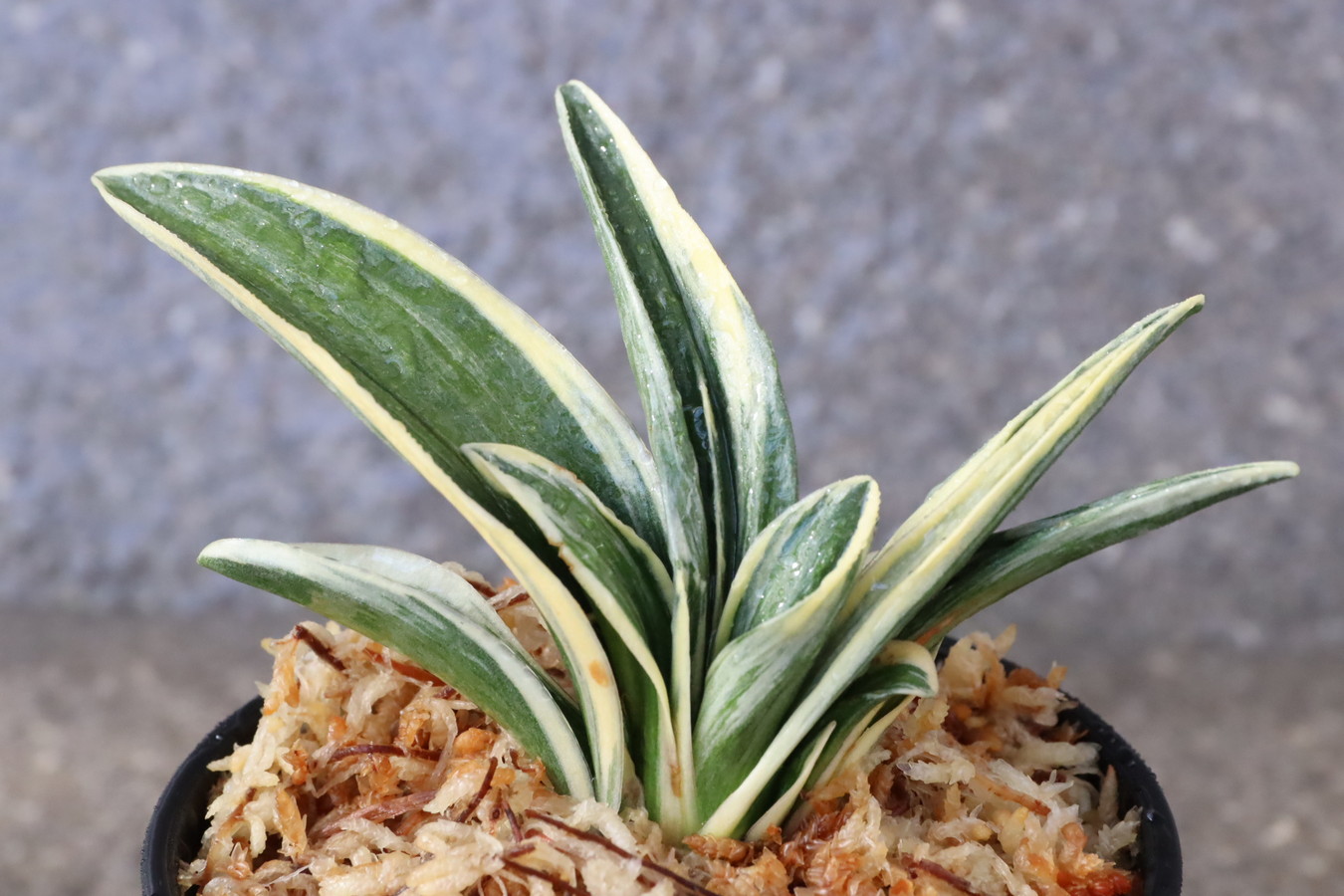 8286,王朝(おうちょう)　全国常連のお棚から　深覆輪全国大会系統　【53000→はきずはきれ多い大特価！】※春から秋は生長期なので姿は変わっていきます