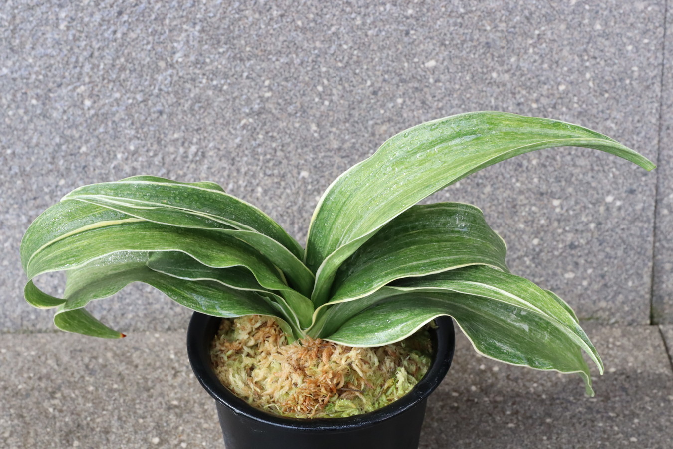 6911,錦明鳳(きんめいほう)　超希少種！歴史の生き証人！【はきずはきれ多い大特価】※春から秋は生長期なので姿は変わっていきます