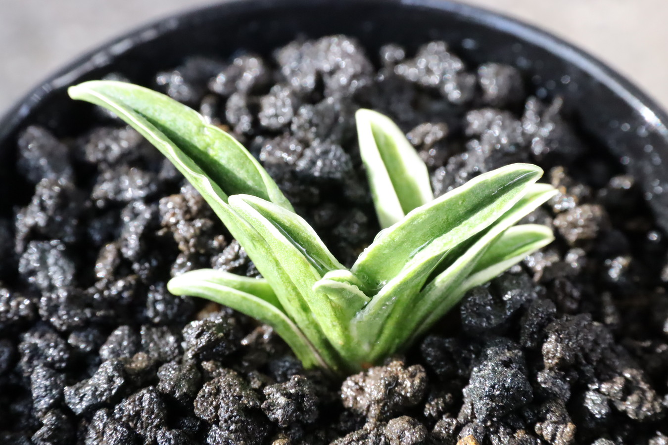 8075,春日錦(かすがにしき)　小春？　【特上系統】【小苗特価！はきずはきれ多い大特価！】　※春から秋は生長期なので姿は変わっていきます