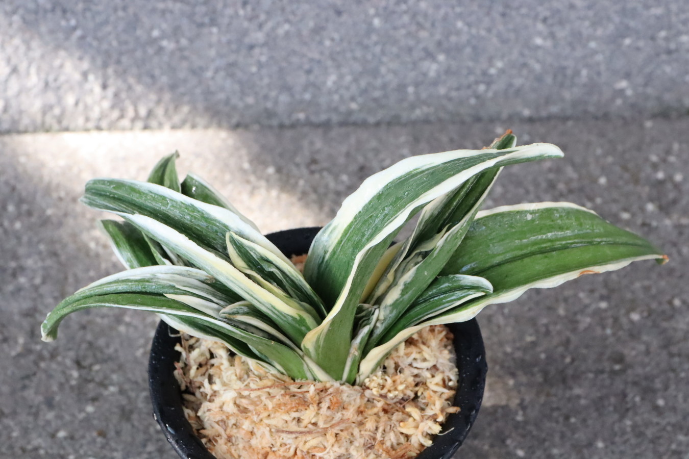 8355,国宝錦(こくほうにしき)　【全国大会常連のお棚から】スパルタ作り　【はきずはきれとても多い大特価！】※春から秋は生長期なので姿は変わっていきます