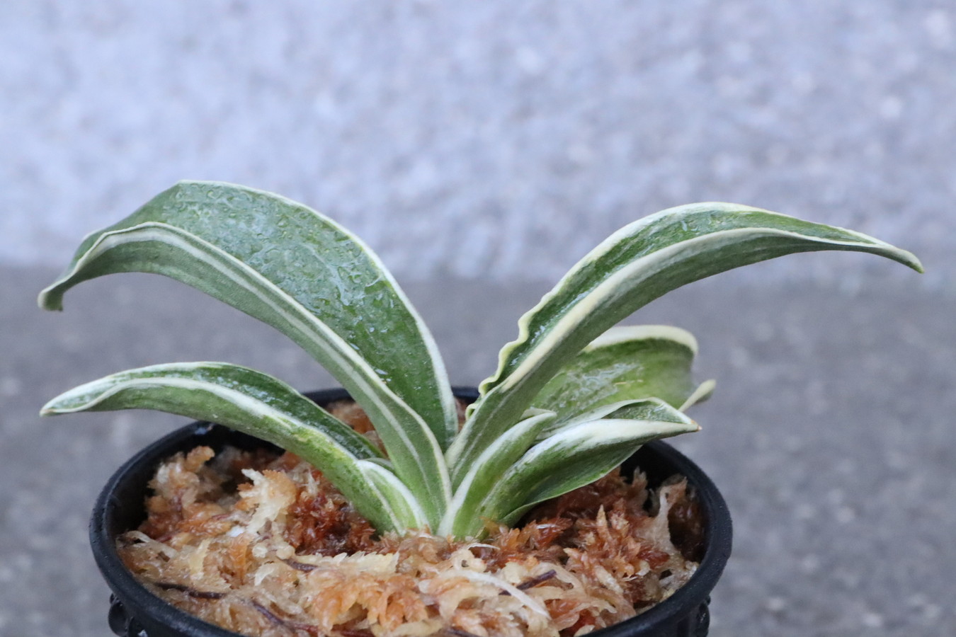 6499,諏訪錦(すわにしき)　【はきずはきれ大特価！！！】※春から秋は生長期なので姿は変わっていきます