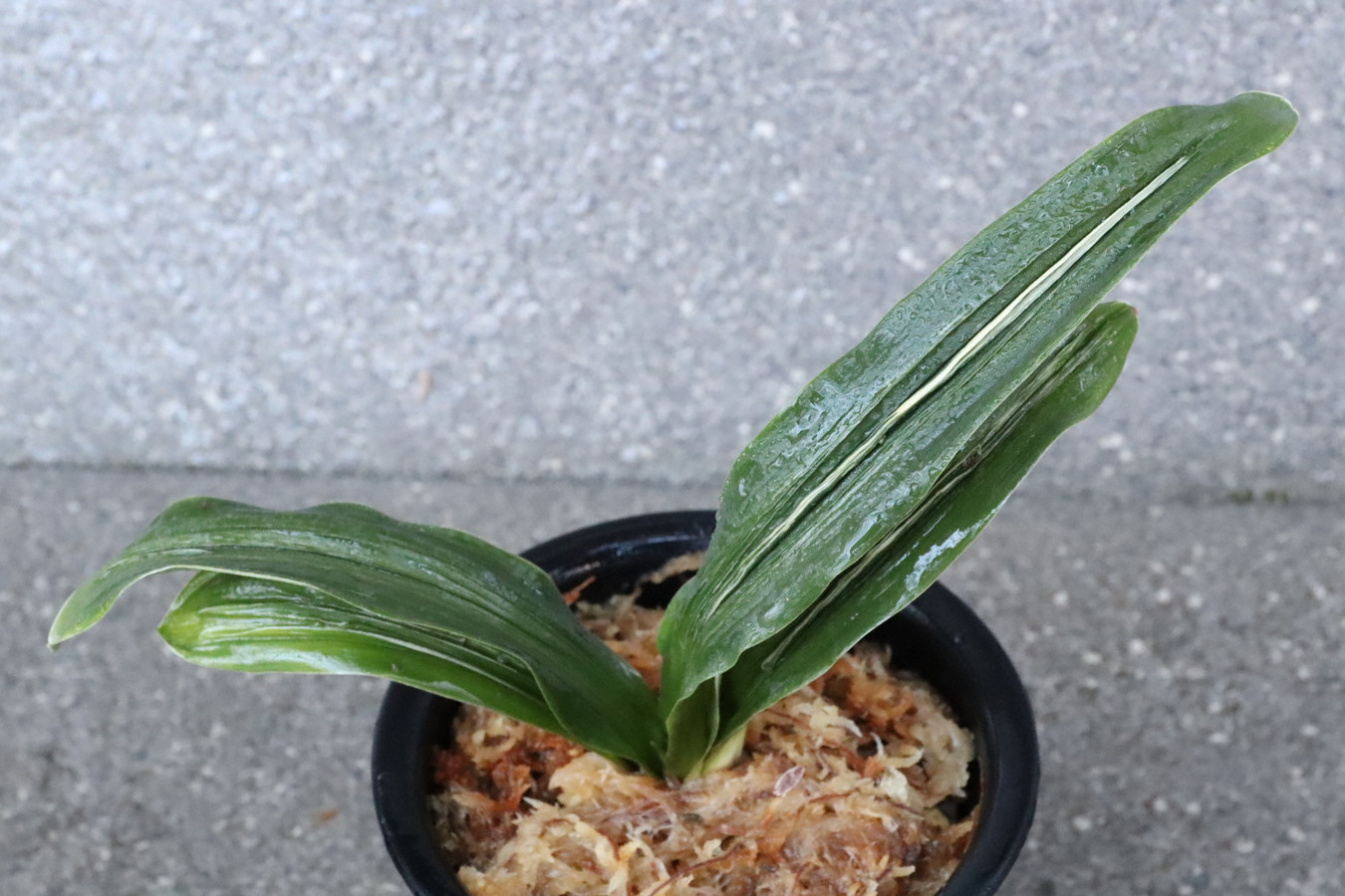 6650,リ101 実績：清鑑、奥義、文楽、独歩　元縞、現場青か？縞出てきそう　【はきずはきれ多い大特価】※春から秋は生長期なので姿は変わっていきます