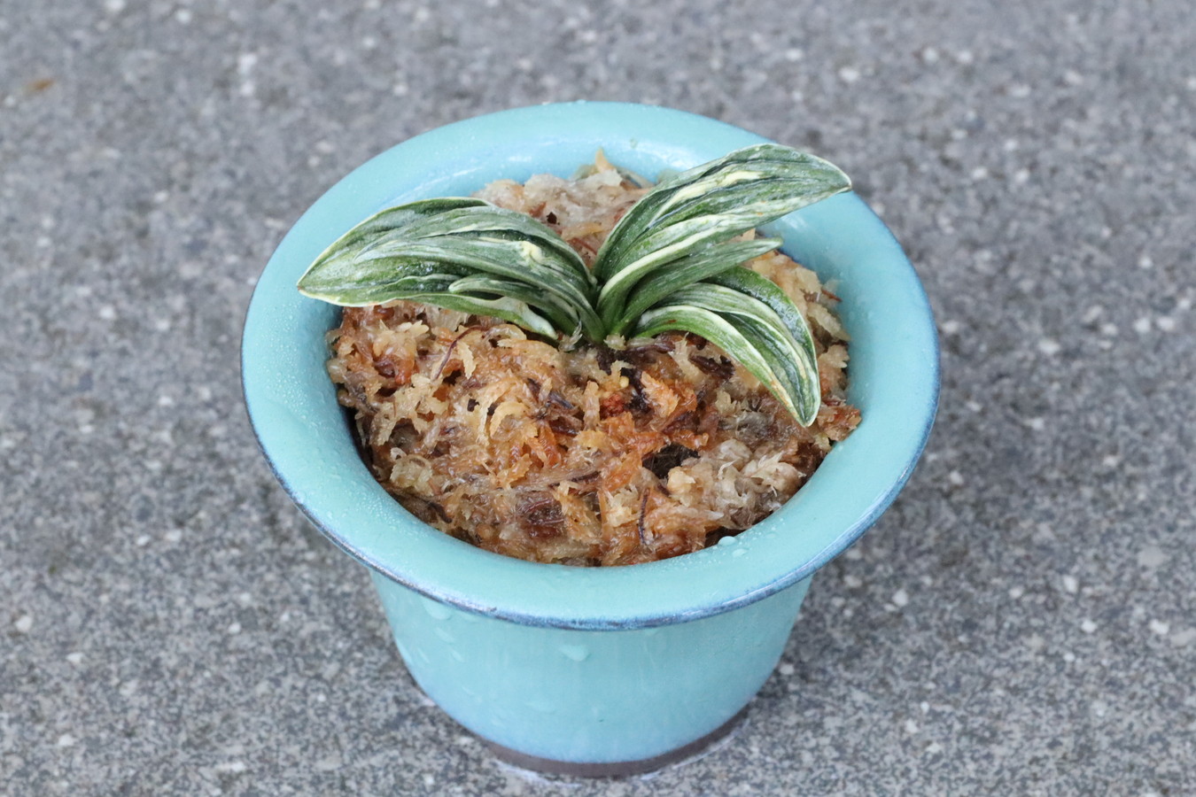 5504,家康の厄除け萬年青　瑞泉(ずいせん)　葉芸最上！　【はきずはきれとても多い大特価！】※春から秋は生長期なので姿は変わっていきます