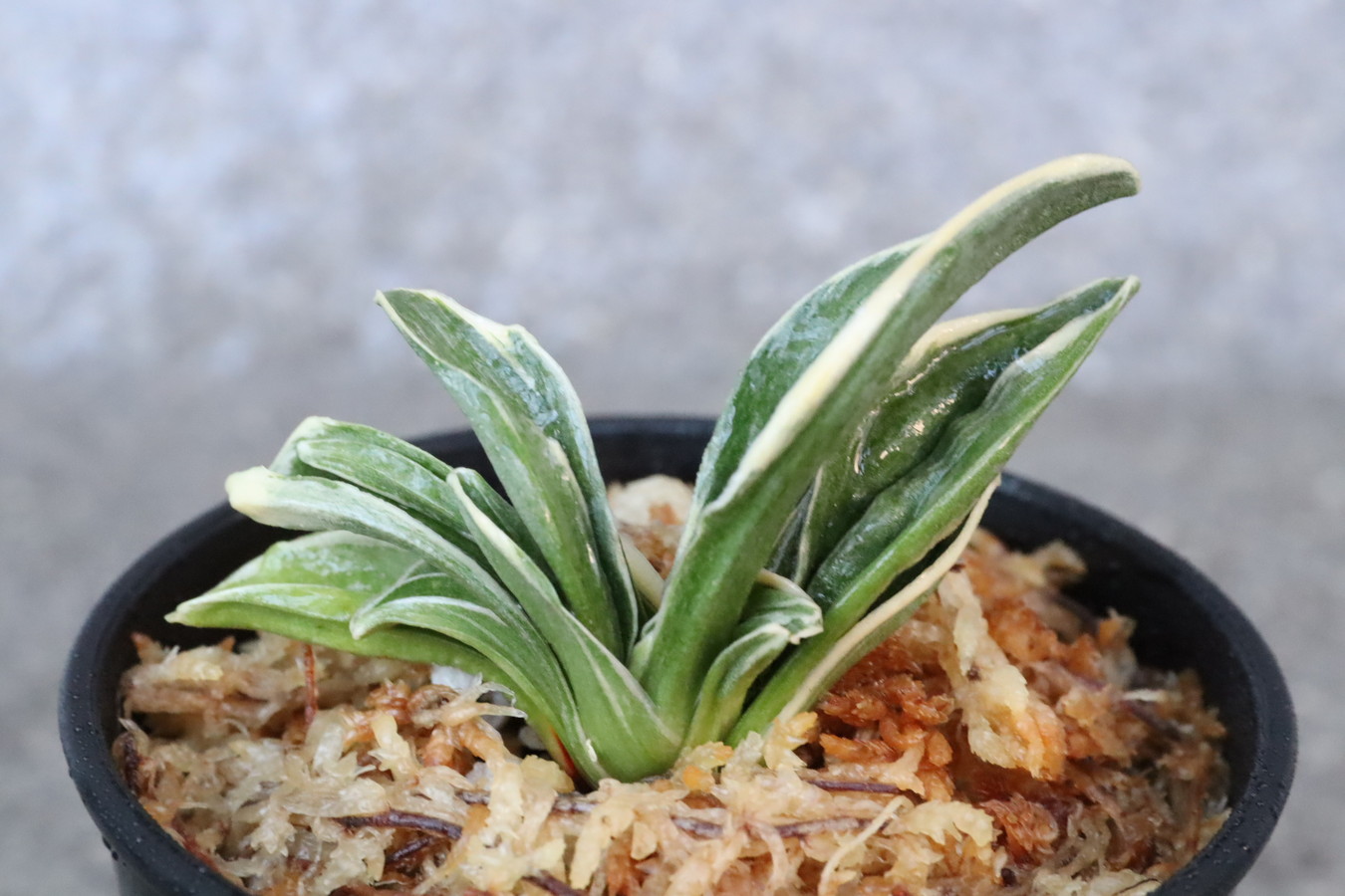 6874,寿扇(じゅせん)　覆輪が深い　スパルタ作り！【はきずはきれ多い大特価】※春から秋は生長期なので姿は変わっていきます