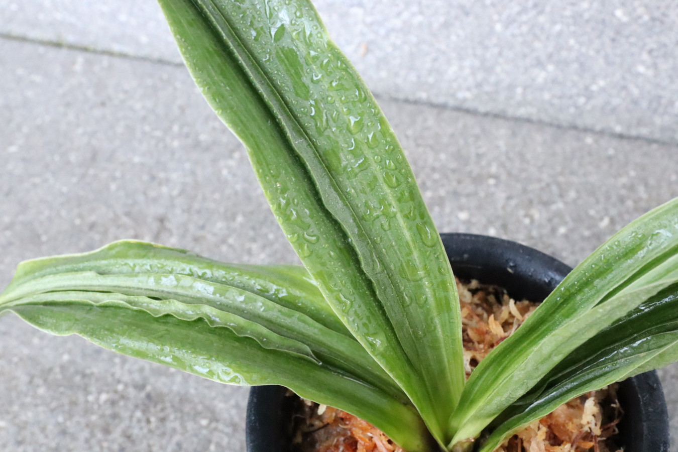6643,鹿島　コートメ上縞　実親は万年青の天下がとれる　【はきずはきれ多い大特価！】※春から秋は生長期なので姿は変わっていきます