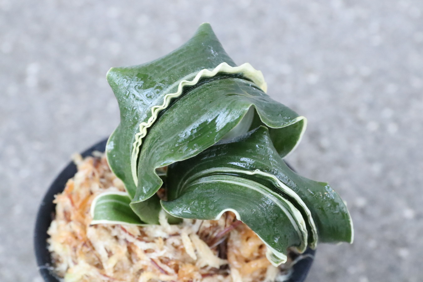 6187,海龍獅子(かいりゅうじし)　元縞覆輪　現場覆輪か？【縞が出れば3倍？？はきずはきれ多い大特価！！！！！】※春から秋は生長期なので姿は変わっていきます