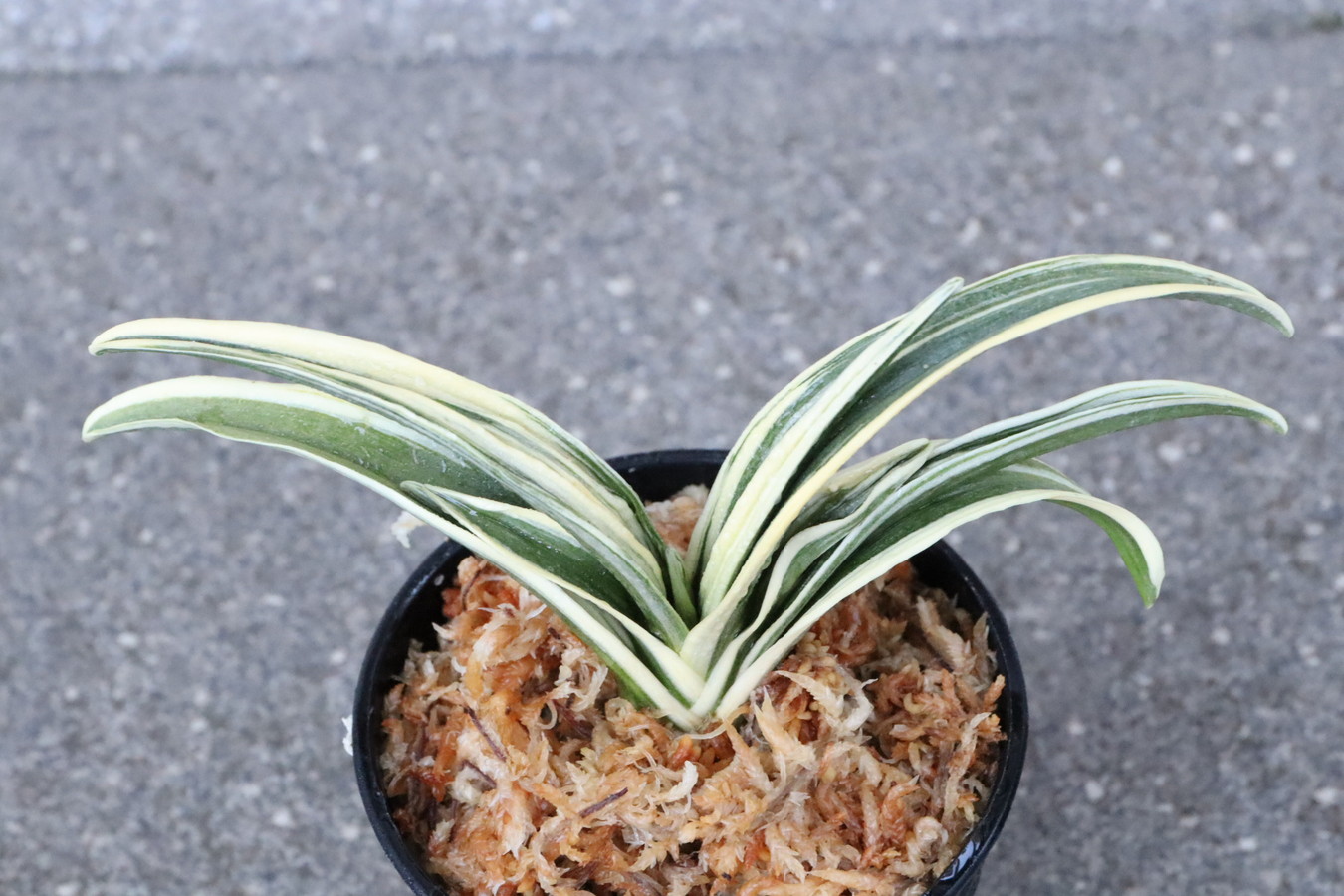 8157,聖源(せいげん)　元縞覆輪、現場覆輪か？　覆輪特上系統　聖源では最高の系統か　【はきずはきれ多い特価】※春から秋は生長期なので姿は変わっていきます