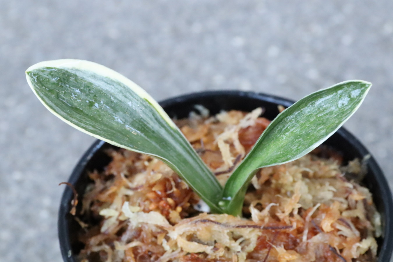 5488,玉輝冠(ぎょくきかん)　覆輪深い　【はきずはきれ多い大特価！】※春から秋は生長期なので姿は変わっていきます