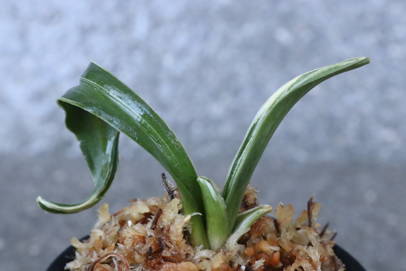 7100,兜獅子(仮　BO10×玉姫)　2本物　獅子　すでに覆輪？縞？デモ？　【はきずはきれ多い大特価】※春から秋は生長期なので姿は変わっていきます