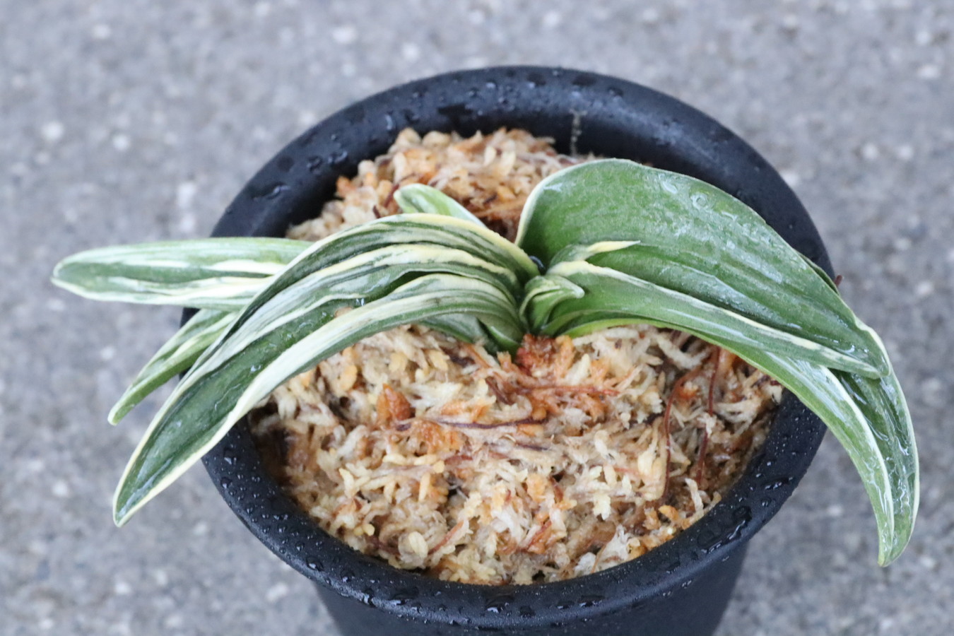 8222,天嶺(てんりょう)　現在希少種！芸素晴らしい！　【希望価格58000→はきずはきれ特価！】　※春から秋は生長期なので姿は変わっていきます