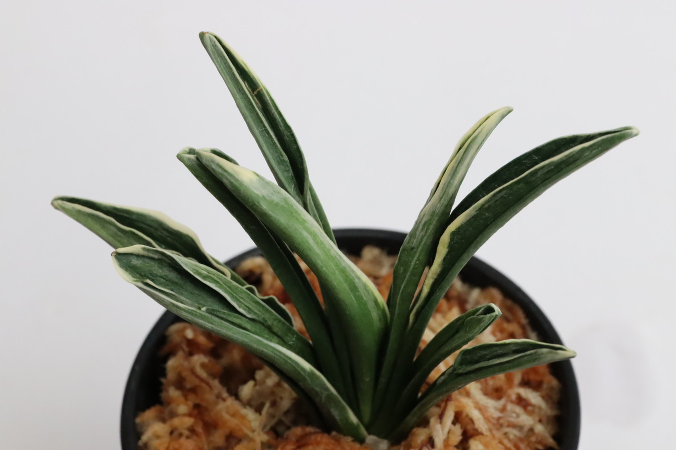 5572,天祐冠 (てんゆうかん)　1348,　Tenyuukann　超希少種　【はきずはきれ多い大特価！】※春から秋は生長期なので姿は変わっていきます