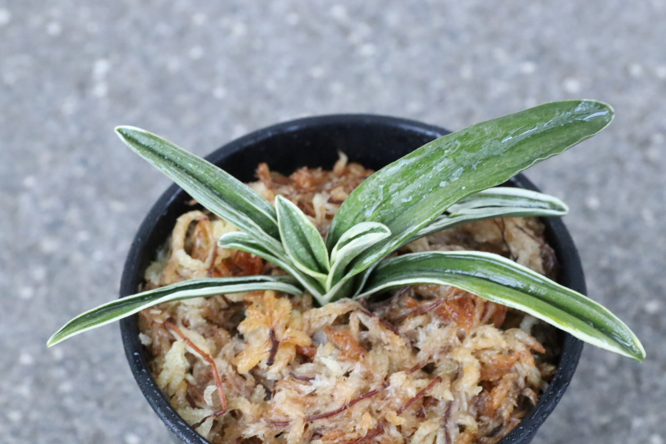 6424,聖源(せいげん)　覆輪特上系統　元縞覆輪、系統良し　【はきずはきれ多い特価】※春から秋は生長期なので姿は変わっていきます