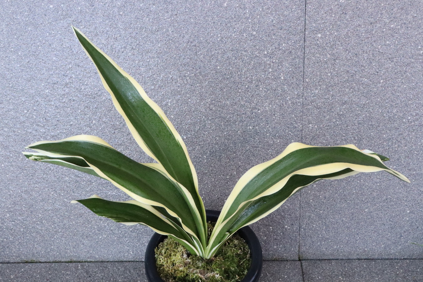 6687,高麗殿の図(こうらいでんのず)　図抜け？？雨風当てたスパルタ作り！【はきずはきれ多い大特価！】※春から秋は生長期なので姿は変わっていきます