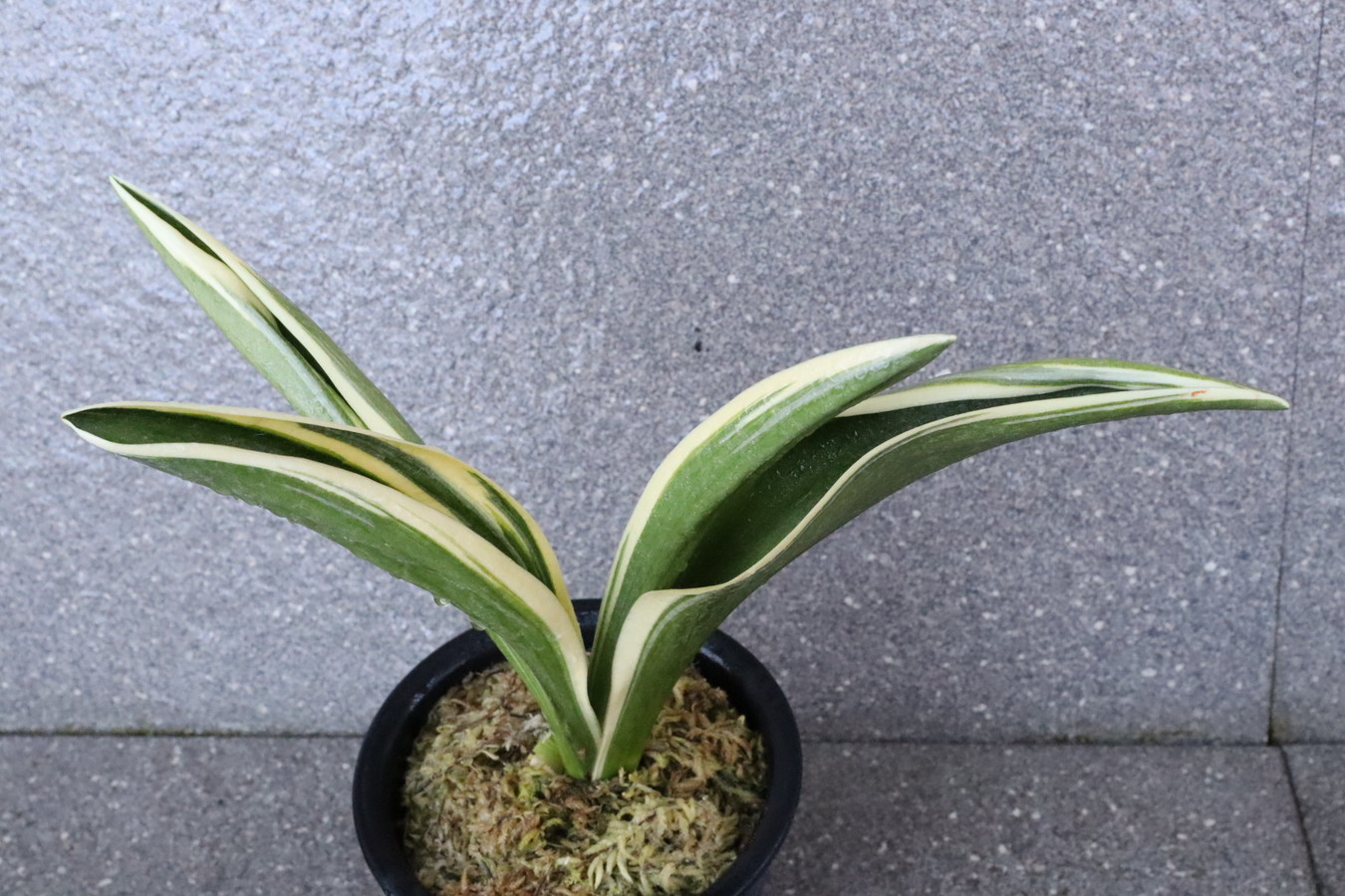 6118,大勲(たいくん)　【はきずはきれとても多い大特価！】※春から秋は生長期なので姿は変わっていきます