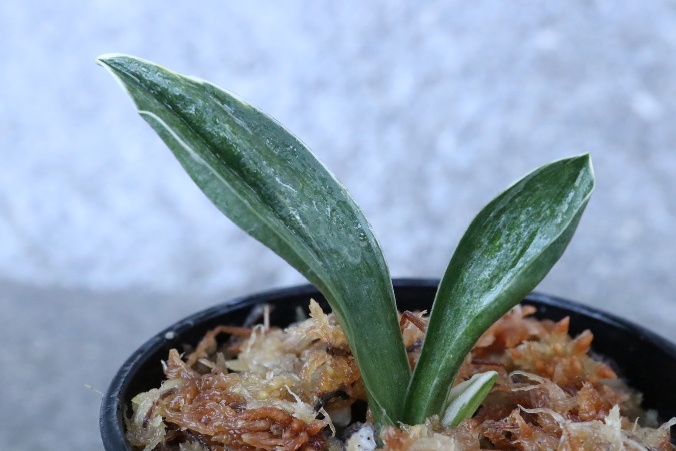 8228,玉輝冠(ぎょくきかん)　【深覆輪特価！】　正統派、王道の羅紗　【はきずはきれ大特価！】※春から秋は生長期なので姿は変わっていきます