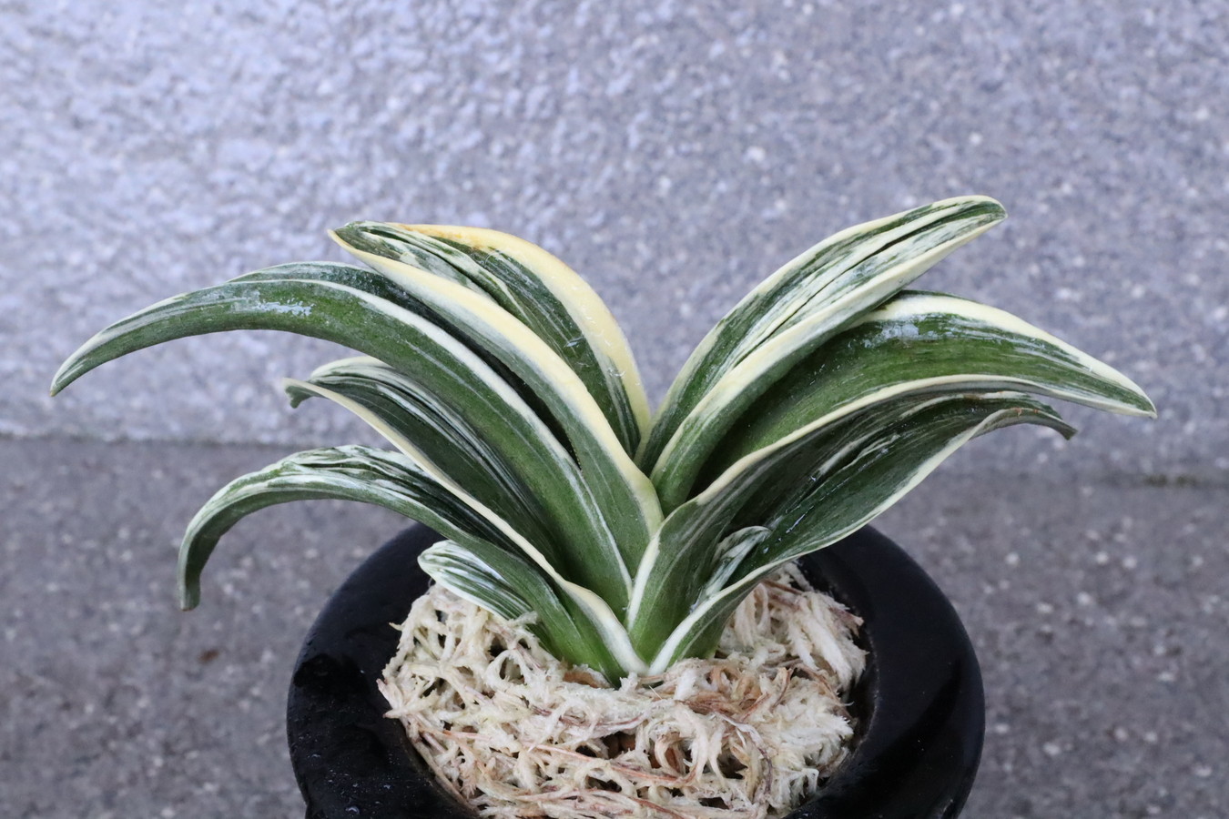 8141,新生殿(しんせいでん)　全国狙える【覆輪よい】【はきずはきれ多い特価！】※春から秋は生長期なので姿は変わっていきます