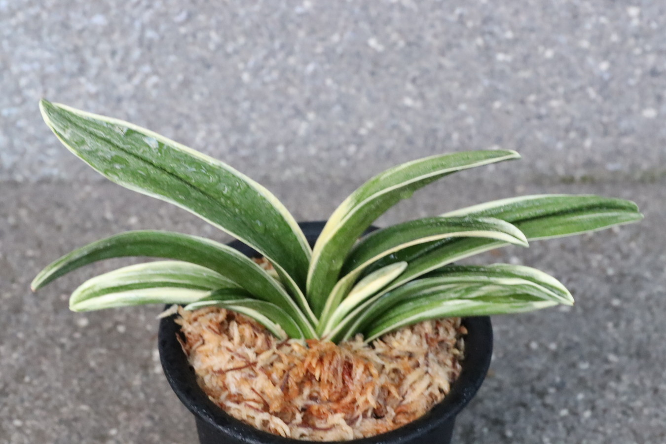 8155,BC級品整理品　最高峰(さいこうほう)　【はきずはきれ大特価】　※春から秋は生長期なので姿は変わっていきます