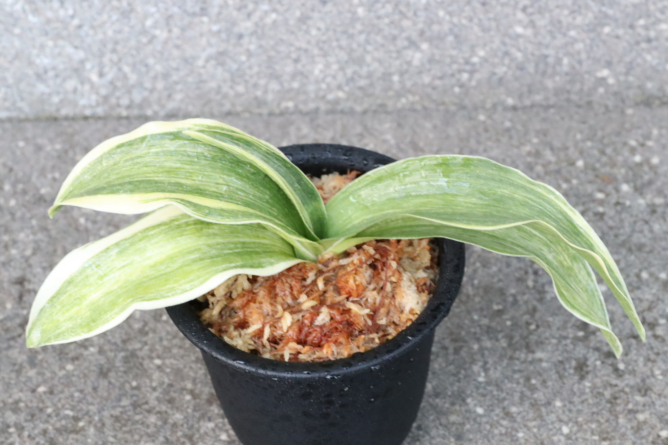 6077,鳳(おおとり)　特上斑　超希少！　【はきずはきれ多い特価！】※春から秋は生長期なので姿は変わっていきます