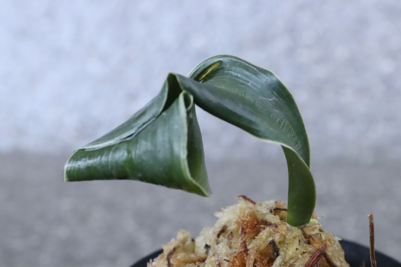 6007,夫婦獅子(めおとじし)　全国入賞系統　【はきずはきれ多い大特価！】※春から秋は生長期なので姿は変わっていきます