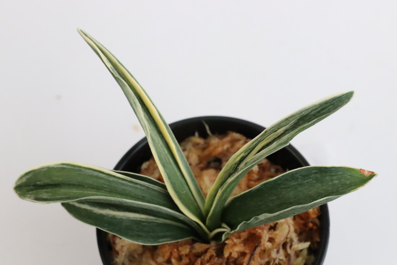 7292,聖寿冠(せいじゅかん)　1344,　富国殿を超えるかとも言われる素晴らしい芸　覆輪最上！【はきずはきれ多い大特価！】※春から秋は生長期なので姿は変わっていきます