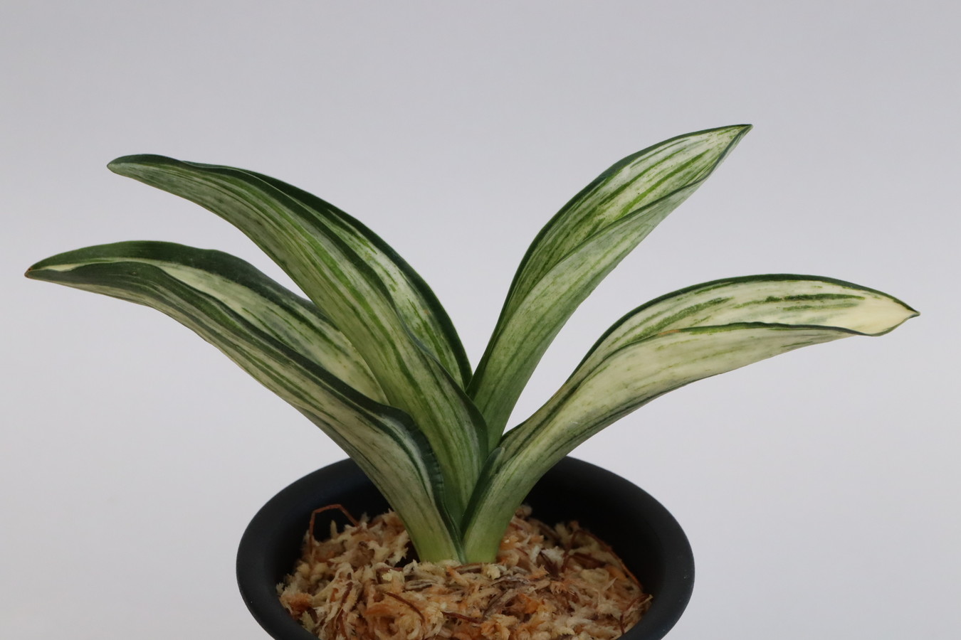 5278,松の誉(まつのほまれ)　1423,　希少種　【はきずはきれ多い大特価！】※春から秋は生長期なので姿は変わっていきます