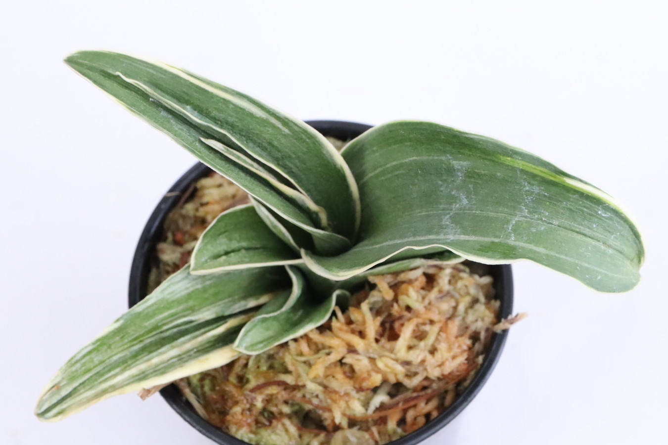 7115,賀茂鶴(かもづる)　1442,　羅紗獅子　芸これからが楽しみ！　覆輪【はきずはきれ多い大特価！】※春から秋は生長期なので姿は変わっていきます