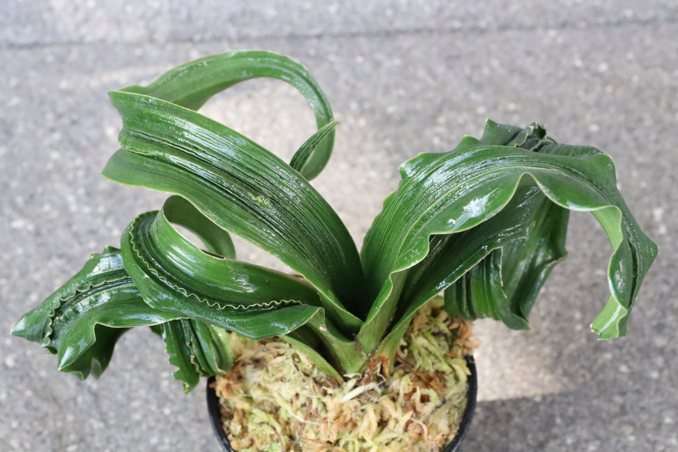 5434,花尾獅子(はなおじし)　1454,　青い分、力強い！龍の髭のような芸みせる！【75000→お正月大特価！！！】【はきずはきれ非常に多い大特価！】※春から秋は生長期なので姿は変わっていきます