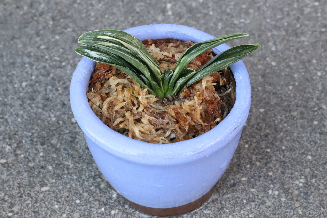 6903,開運の万年青　瑞泉(ずいせん)　全国トップ系統【はきずはきれ多い大特価！】※春から秋は生長期なので姿は変わっていきます