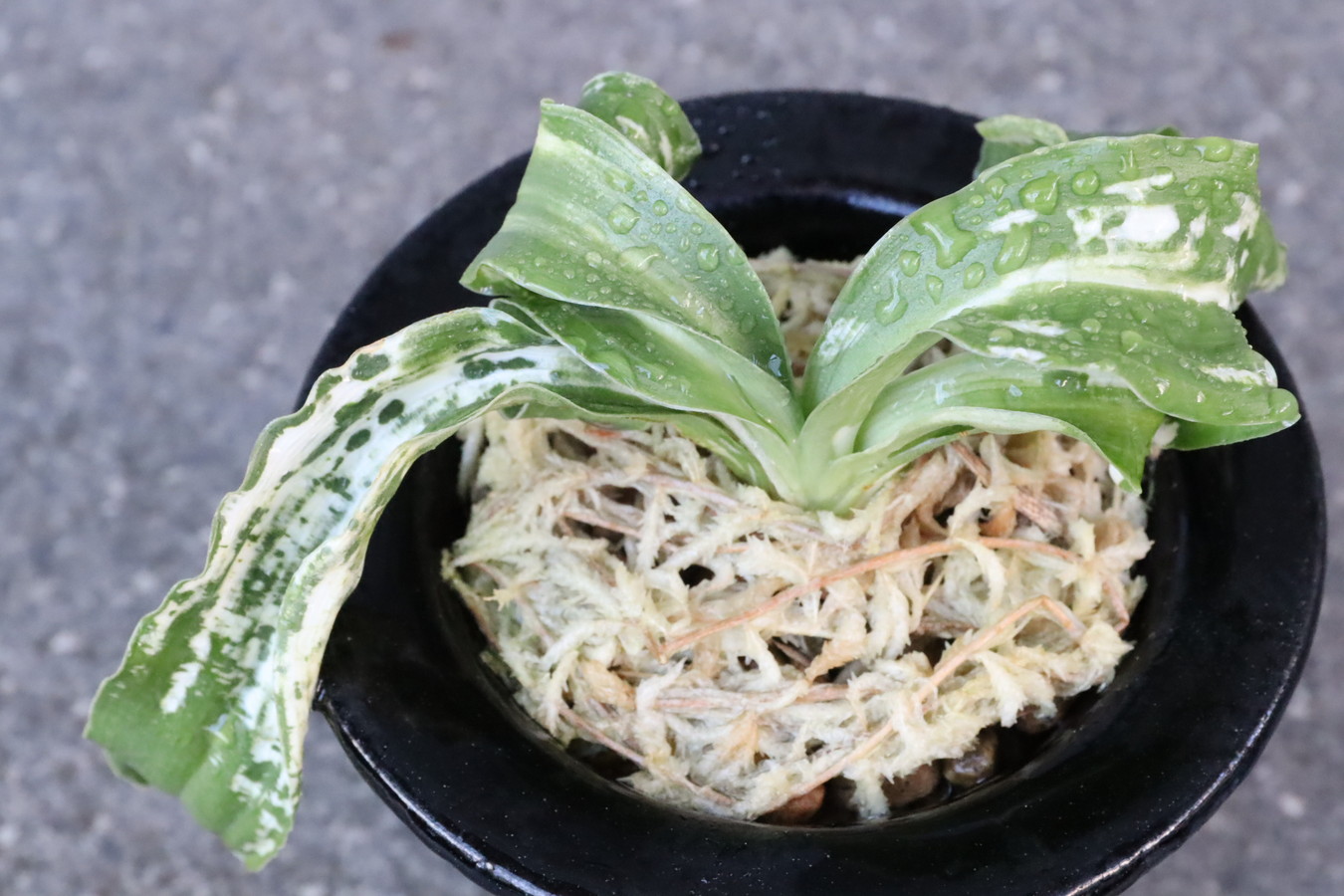 6152,輪波獅子(わなみしし)  石渡特別性！  【希望価格65000円→はきずはきれ多い大特価！】※春から秋は生長期なので姿は変わっていきます