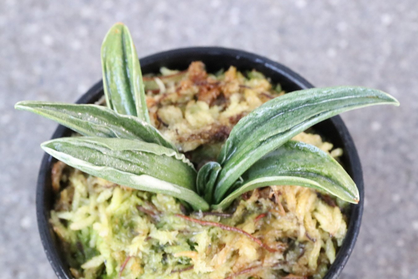 5963,瑞泉(ずいせん)　元縞覆輪、現場青か　鸞山かと見まごうほどの芸の良さ　【はきずはきれ非常に多い大特価】※春から秋は生長期なので姿は変わっていきます