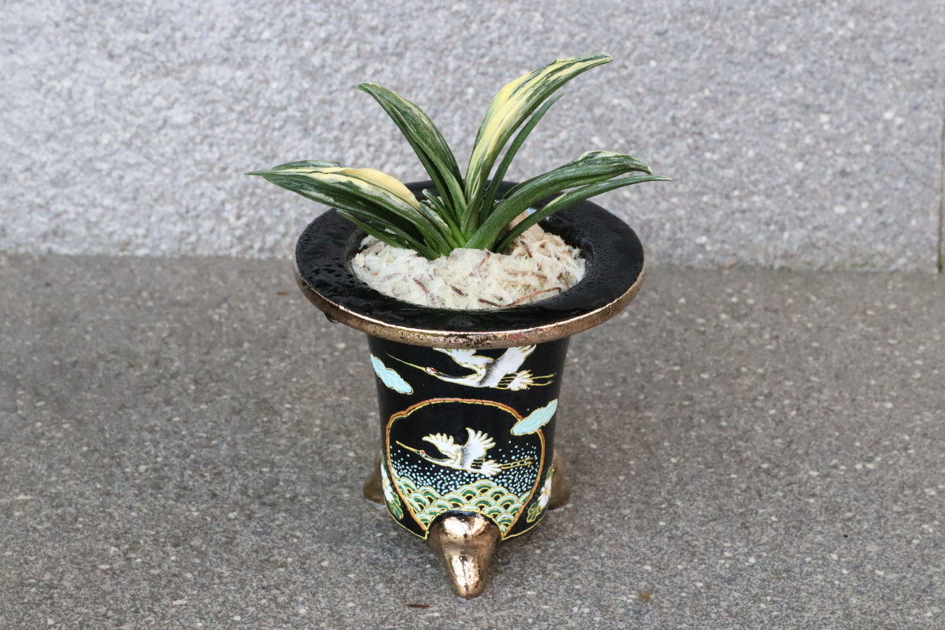 5115,【福招く萬年青　夫婦鶴　永遠の幸福　青海波】　瑞泉(ずいせん)　全国大会系統【はきずはきれ多い大特価】※春から秋は生長期なので姿は変わっていきます