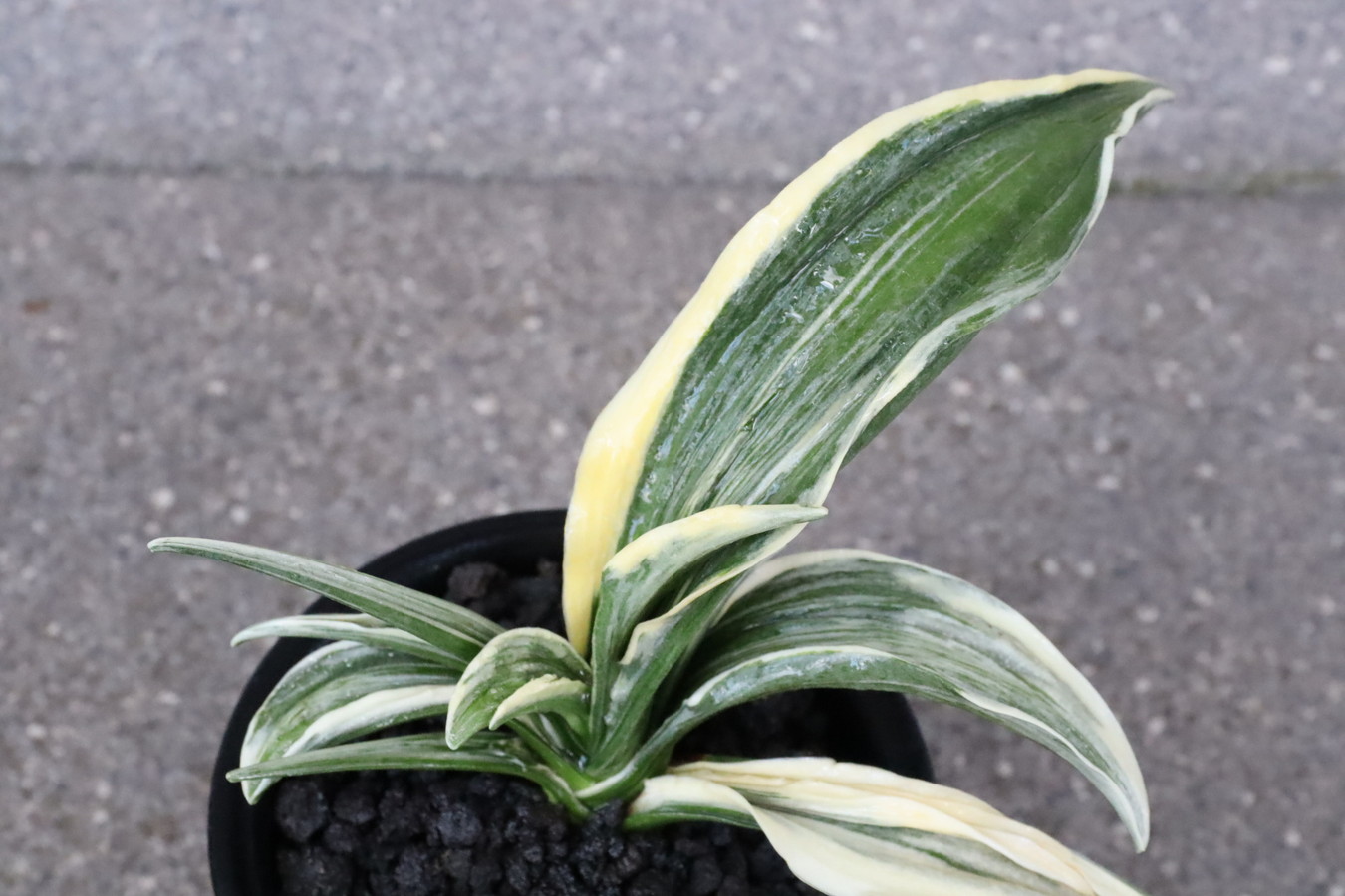 8028,大八州(おおやしま)　広葉羅紗の大将！？【はきずはきれ多い大特価】※春から秋は生長期なので姿は変わっていきます