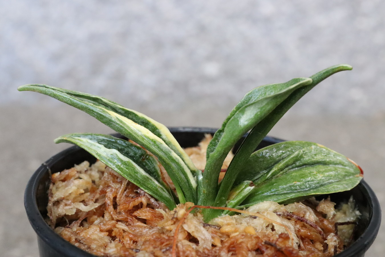 7109,瑞泉(ずいせん)　NHK趣味の園芸特価！【はきずはきれとても多い大特価！！！】※春から秋は生長期なので姿は変わっていきます