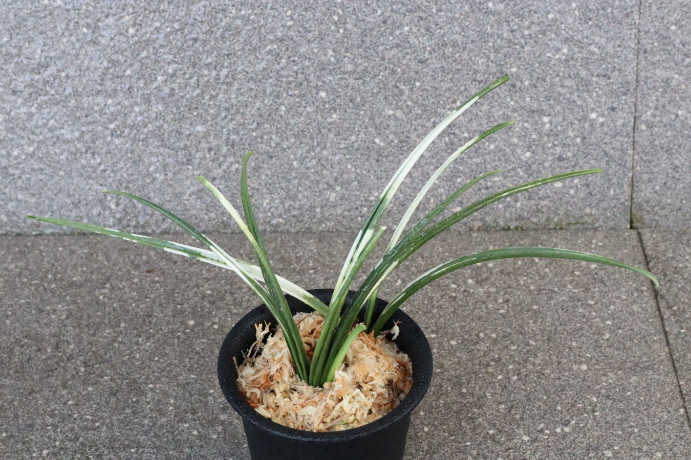 5445,関白(かんぱく)　他にない特徴ある木！　【はきずはきれとても多い大特価！】※春から秋は生長期なので姿は変わっていきます