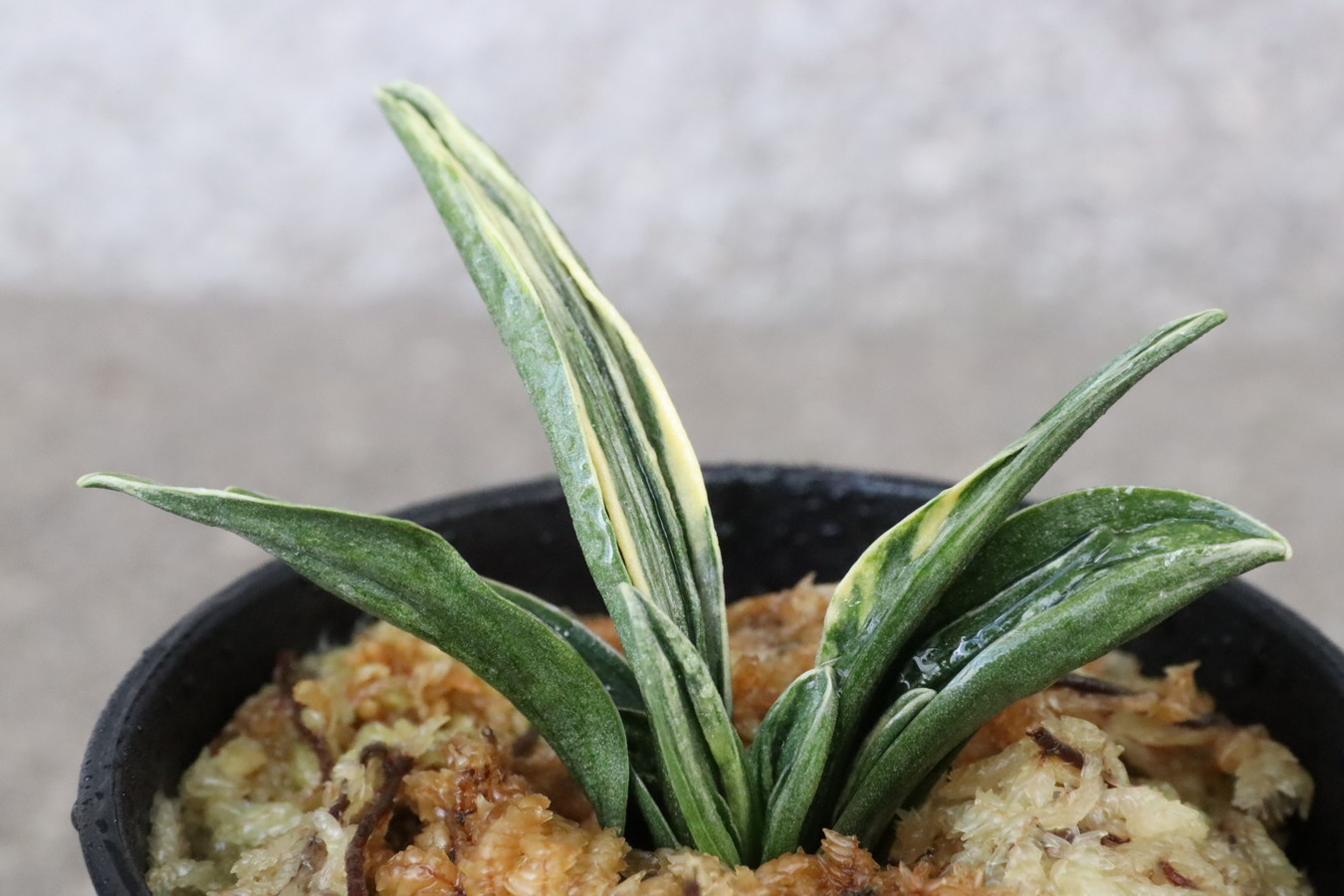 5373,瑞泉縞覆輪　現場覆輪か　奉仕品　この系統はよく縞戻る　【はきずはきれ多い大特価！】※春から秋は生長期なので姿は変わっていきます