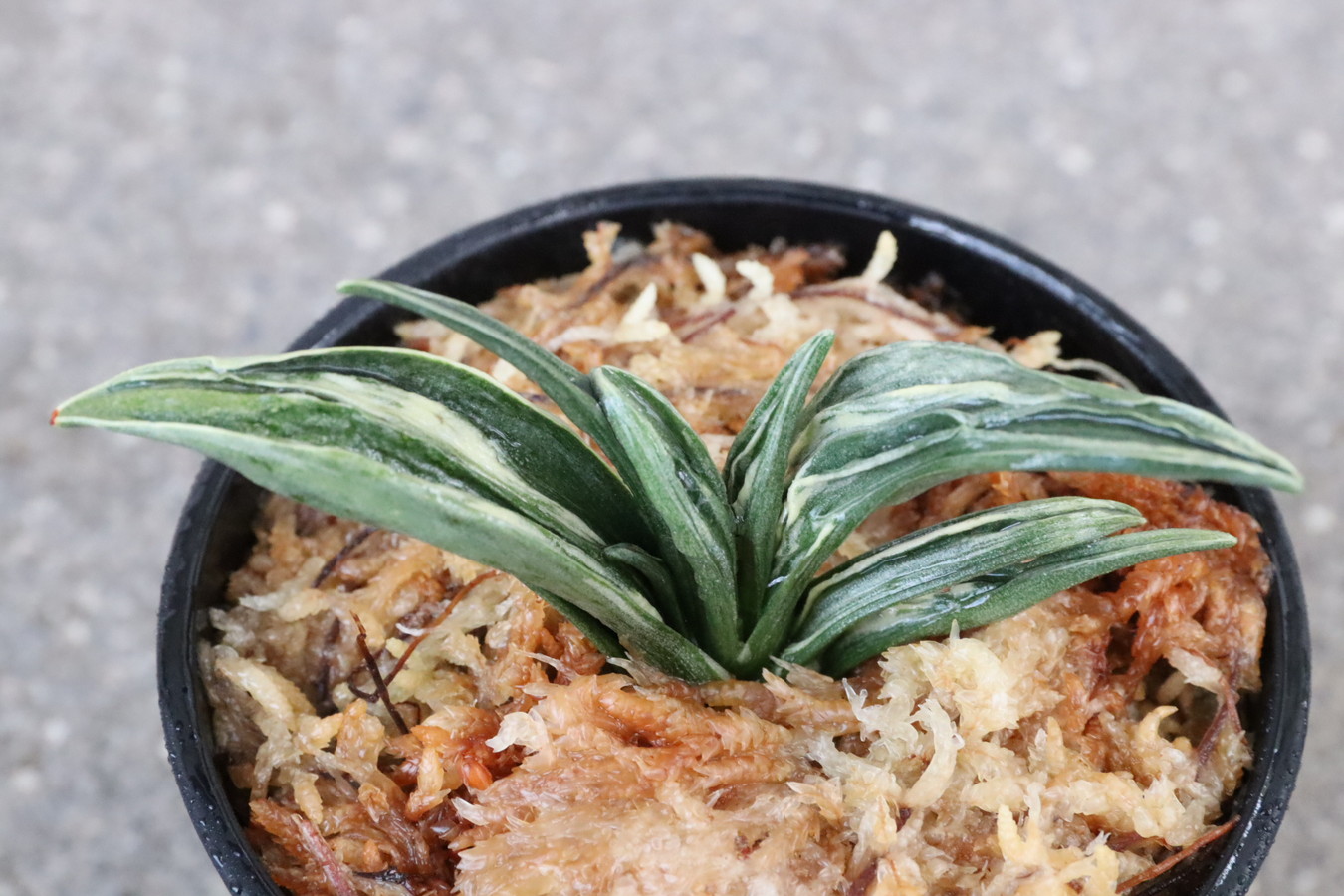 6579,瑞泉(ずいせん)　力ある　やせ作り　系統よい奉仕品　【はきずはきれ多い大特価！!】※春から秋は生長期なので姿は変わっていきます