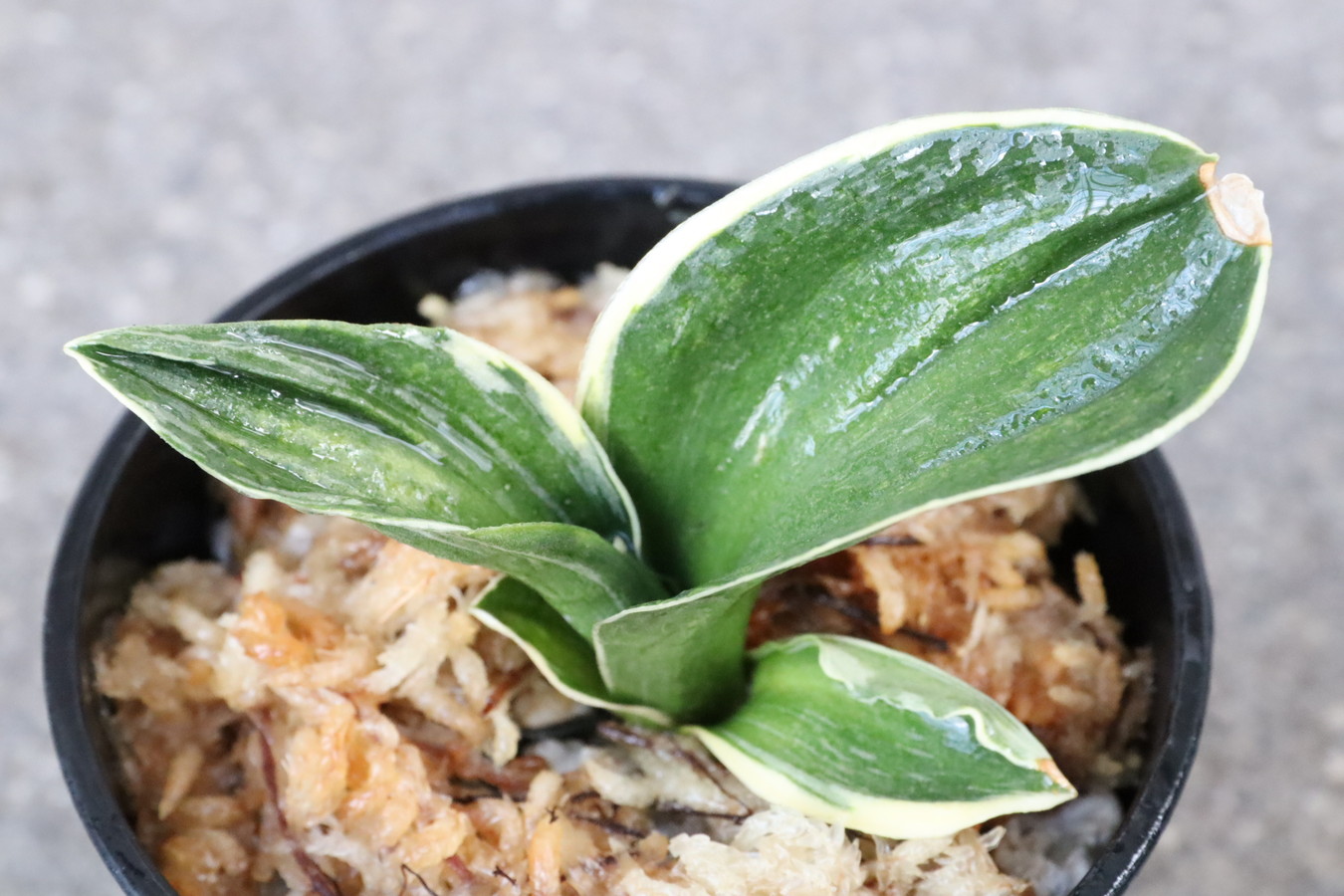 8132,整理品BC級品　力和(りきわ)　全国系統　【はきずはきれ大特価】※春から秋は生長期なので姿は変わっていきます