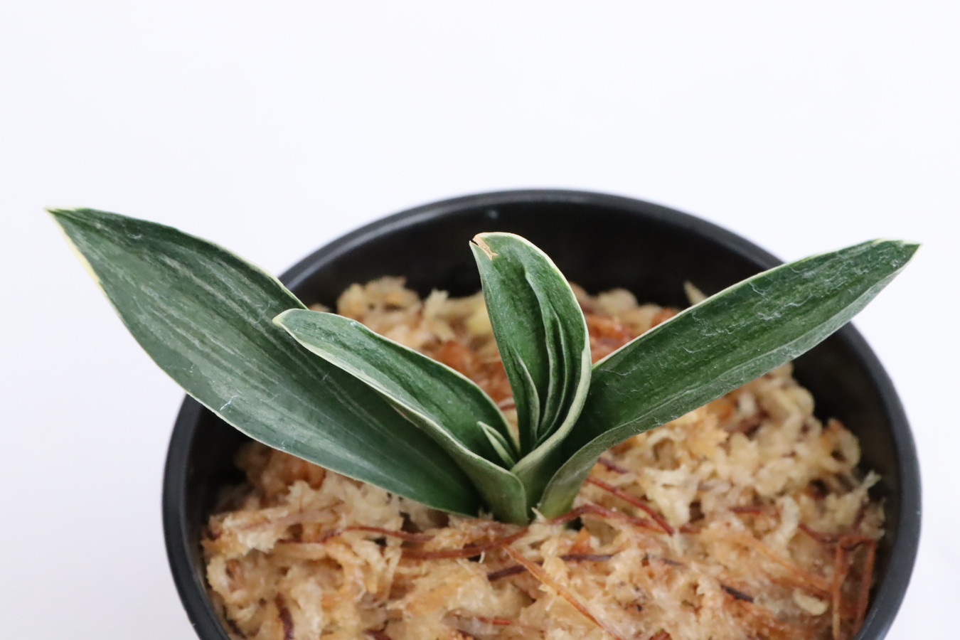 5970,殿様(とのさま)　1349,　【18500→はきずはきれとても多い大特価！】※春から秋は生長期なので姿は変わっていきます