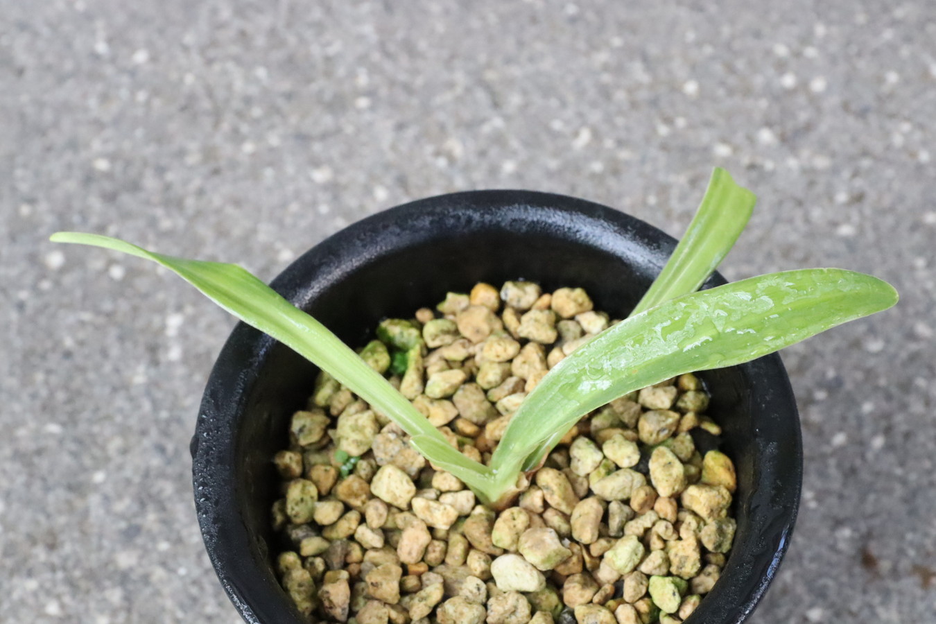 6523,黄金実生　【はきずはきれ非常に多い大特価！】※春から秋は生長期なので姿は変わっていきます