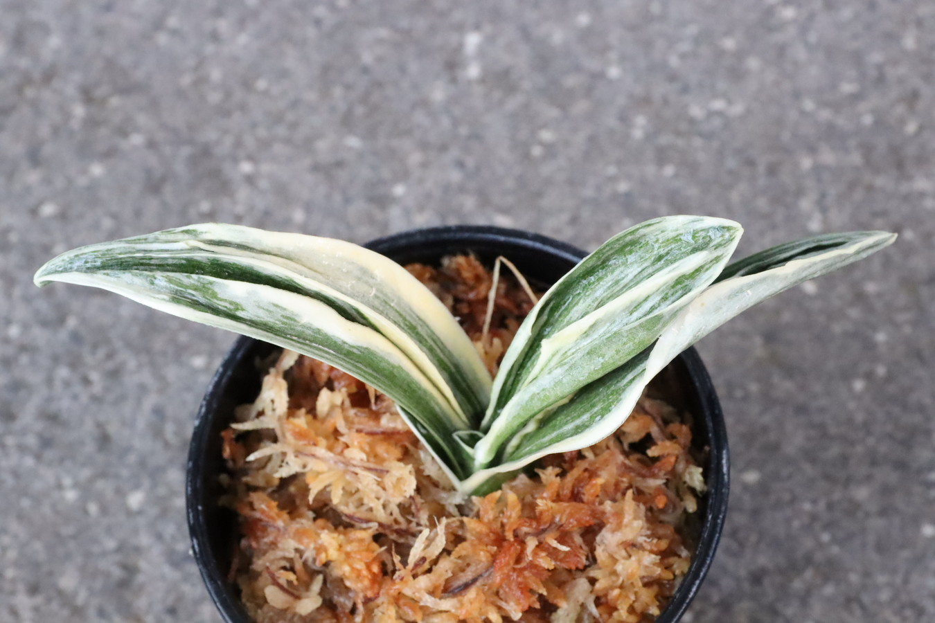 5808,整理品BC級品　八紘錦(はっこうにしき)　【はきずはきれ大特価】※春から秋は生長期なので姿は変わっていきます