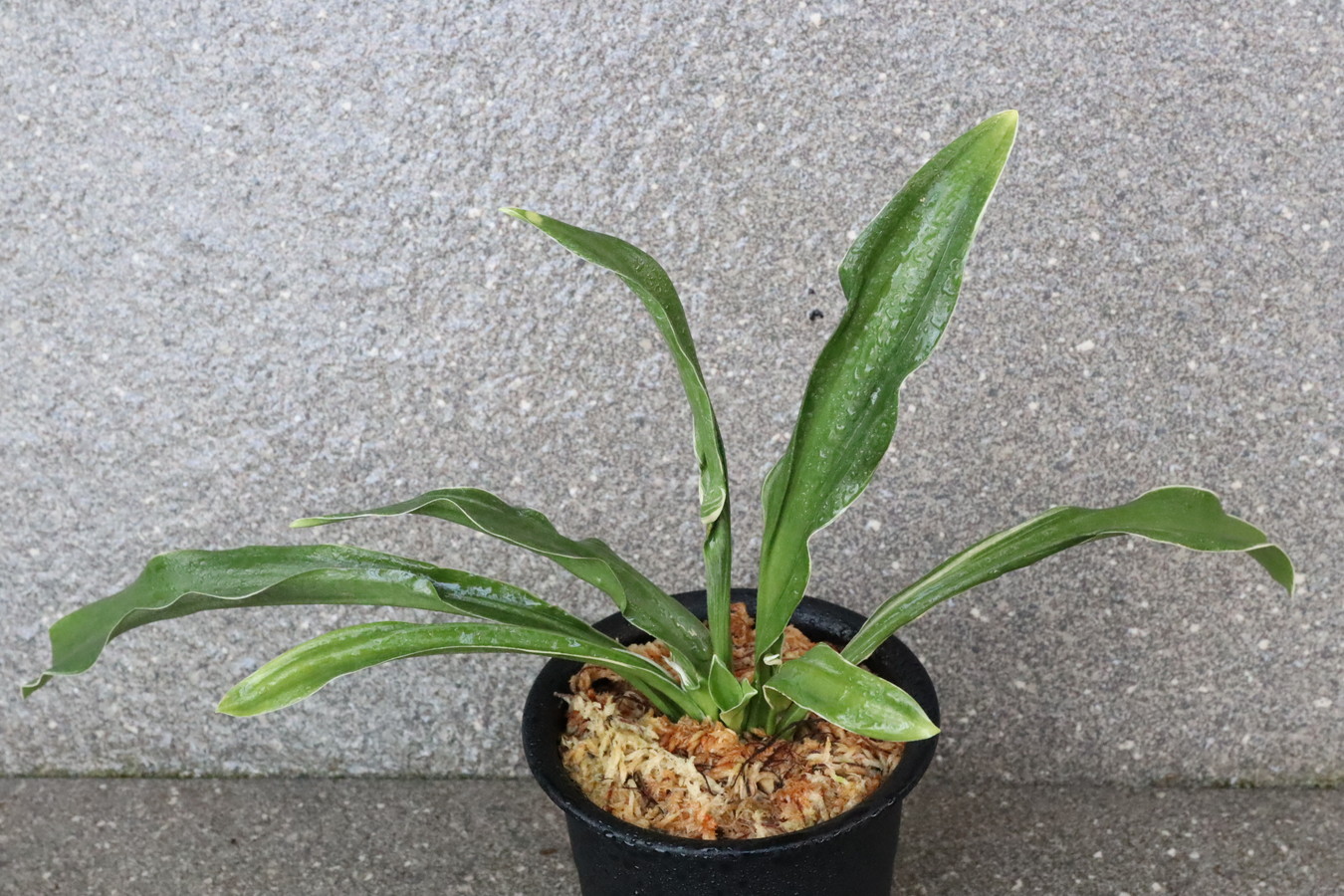 5158,整理品特価　逆鉾(さかほこ)　江戸？　希少特価　【はきずはきれとても多い大特価！】※春から秋は生長期なので姿は変わっていきます