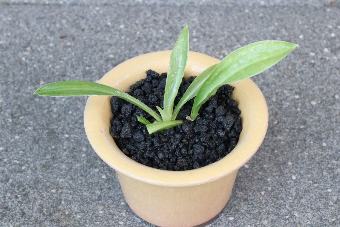 8483,黄金実生　【はきずはきれとても多い大特価！下葉おちる】※春から秋は生長期なので姿は変わっていきます