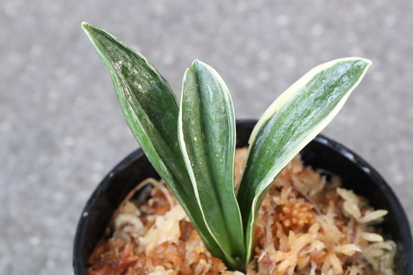 8290,春楽(しゅんらく)　【はきずはきれ多い大特価！】※春から秋は生長期なので姿は変わっていきます