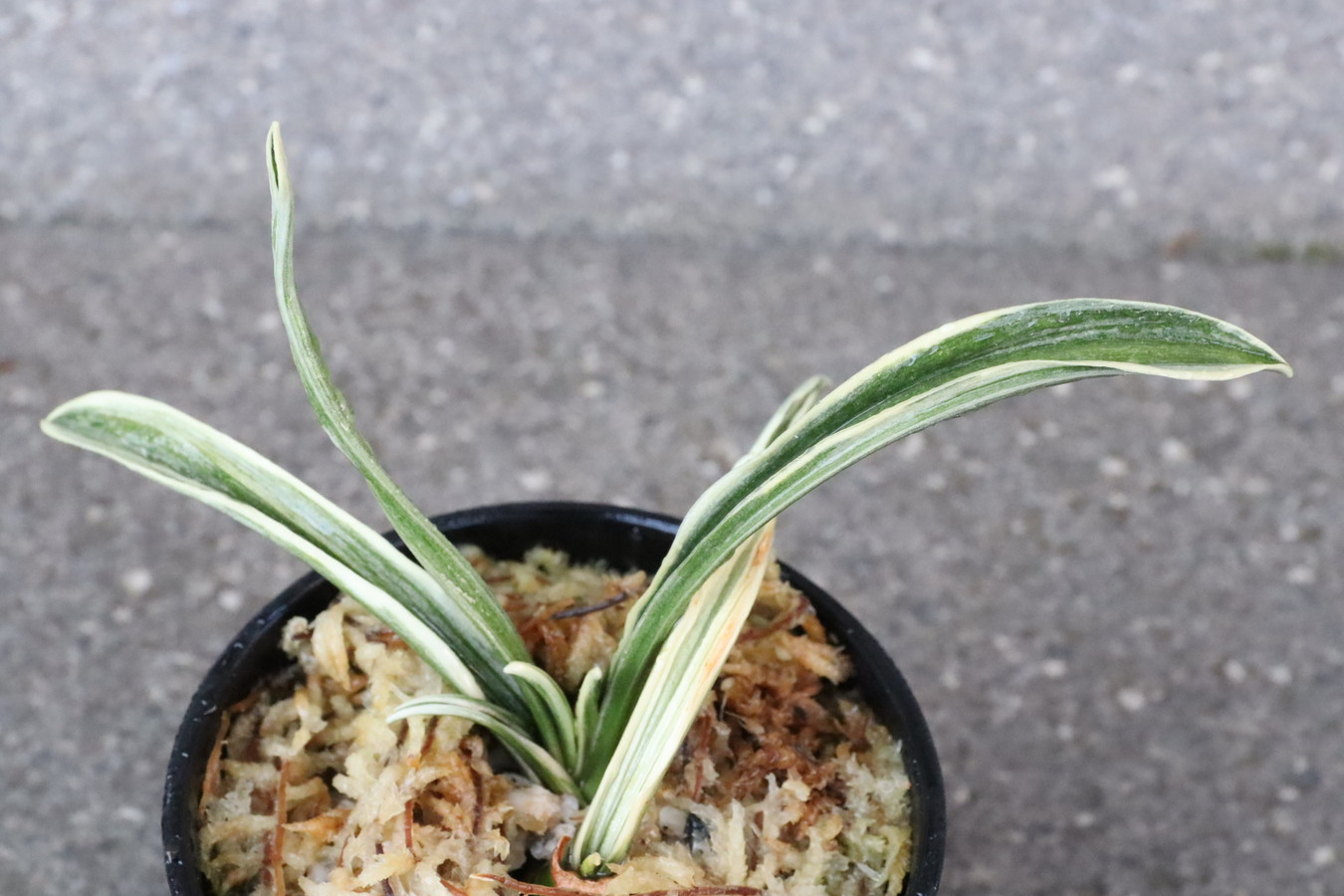 8202,三河錦(みかわにしき)　親芯止まり？特価　【見本木も是非見て欲しい！】【はきずはきれとても多い大特価！】※春から秋は生長期なので姿は変わっていきます