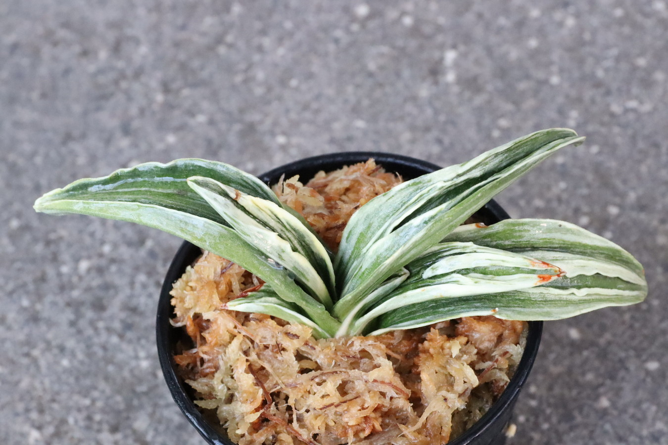 8323,愛玉殿(あいぎょくでん)　芸よい手　【はきずはきれ非常に多い大特価！】※春から秋は生長期なので姿は変わっていきます