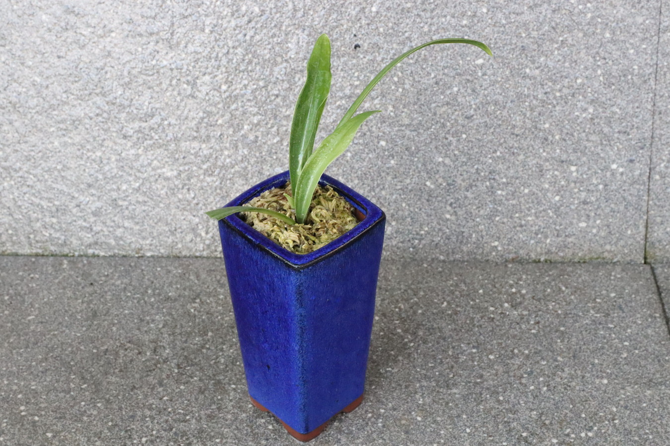 5283,黄金実生　【はきずはきれ非常にも多い大特価！】※春から秋は生長期なので姿は変わっていきます