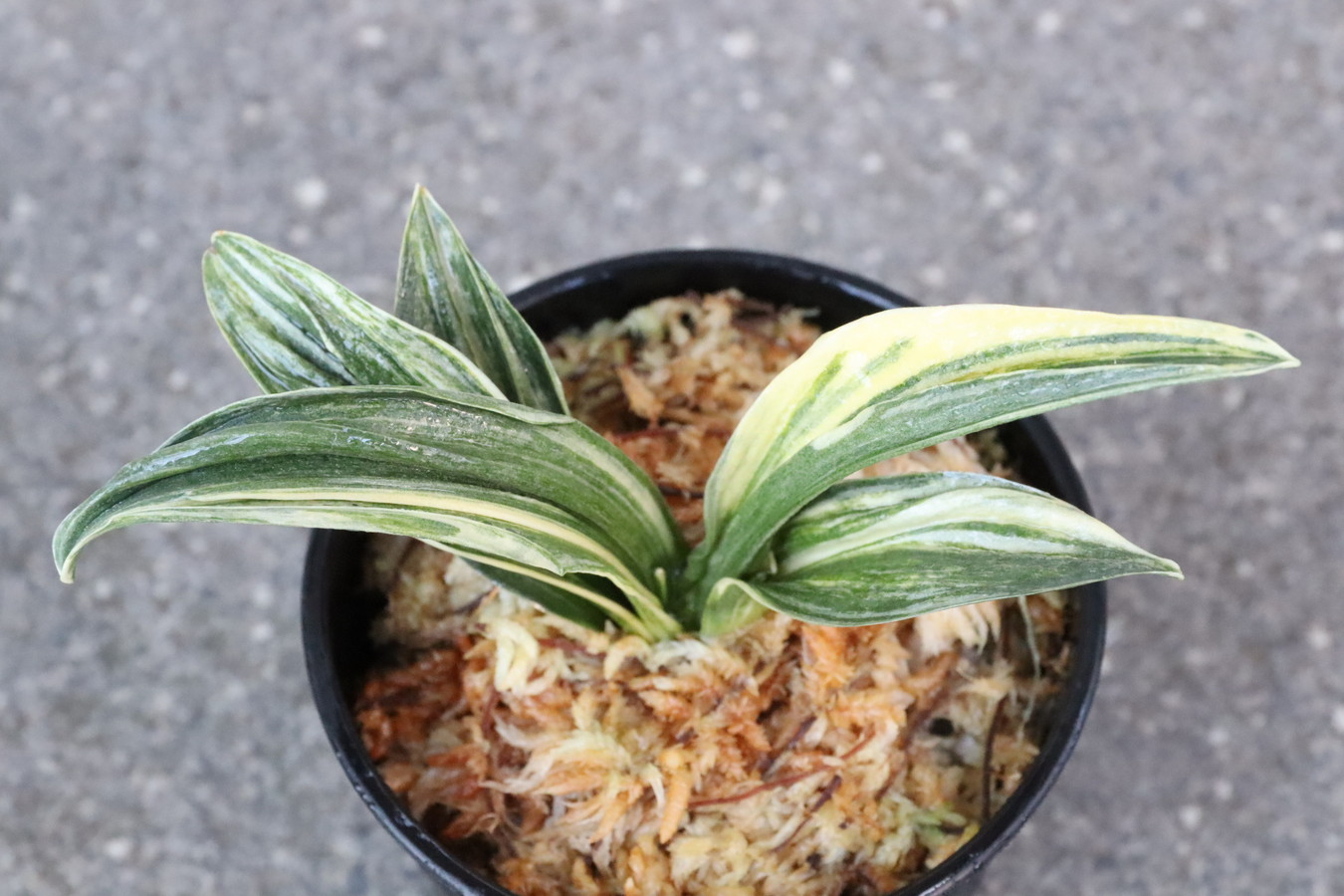 8322,瑞泉(ずいせん)縞覆輪　縞最上！　鸞山のような姿みせる　【はきずはきれとても多い特価】※春から秋は生長期なので姿は変わっていきます