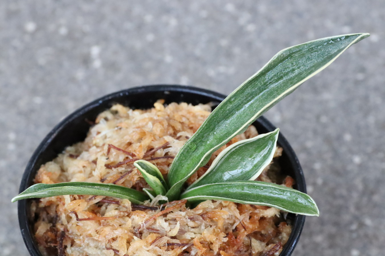 5794,鹿島錦(かしまにしき)　覆輪よい【はきずはきれ大特価！】※春から秋は生長期なので姿は変わっていきます